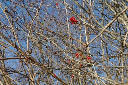 autumnal berries on a leafless treeの写真素材