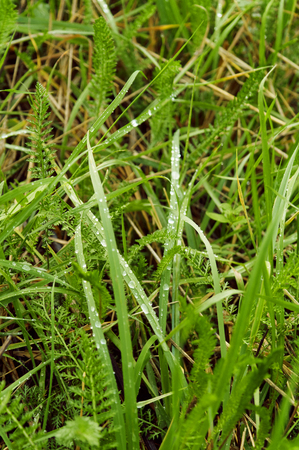 drops on a grass after rainの写真素材
