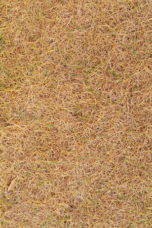 yellow dried needles in a forestの写真素材