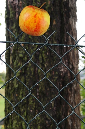 apple on fenceの写真素材