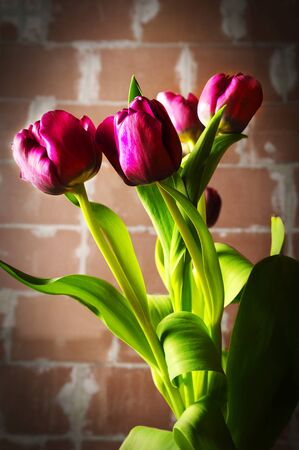 pink tulips in the dark basementの写真素材