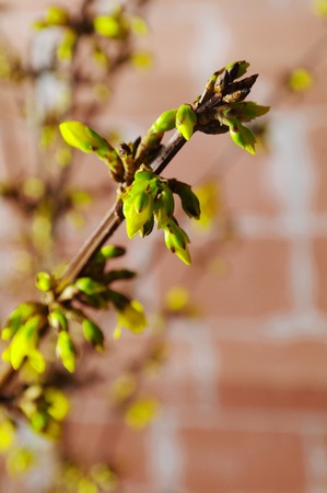 buds on a twigの写真素材