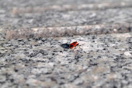 Pyrrhocoris apterusの写真素材
