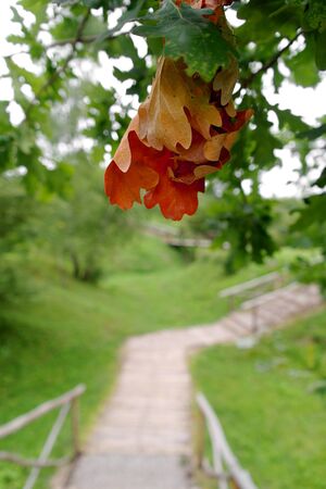first sign of an autumnの写真素材