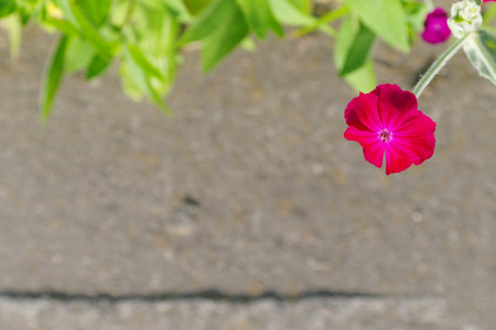 red flower on a blurred concrete road shoulderの写真素材