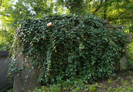 old forgotten overgrown grave on a cemeteryの写真素材