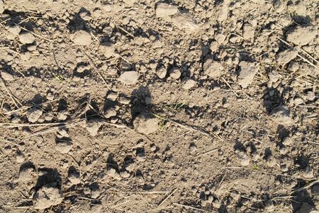brown ground texture with a dried grassの写真素材