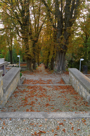 graveyard alley covered by autumnal dried leafsの写真素材