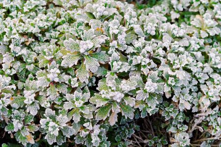 hoarfrost on a green leafs at the spring morningの写真素材
