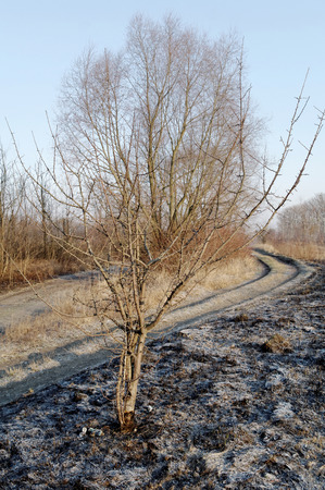 lonely tree on a field of burnt grass at the sunny dayの写真素材