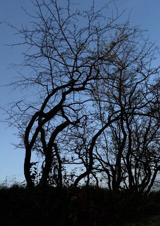 silhouette of a tree against the evening skyの写真素材