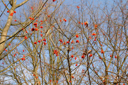 red fruits on a twig at the sunny autumnal dayの写真素材