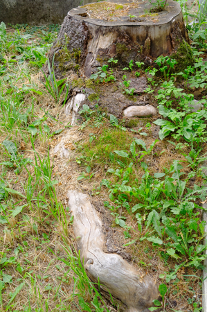 root of the cut tree in the groundの写真素材