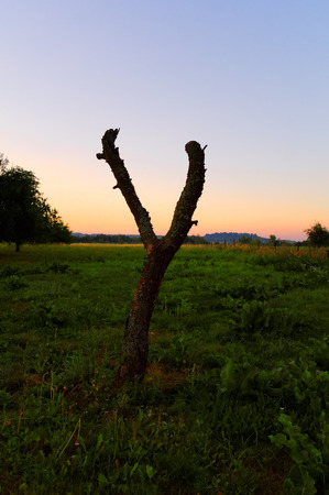 single dead tree trunk on wilderness at the summer morningの写真素材