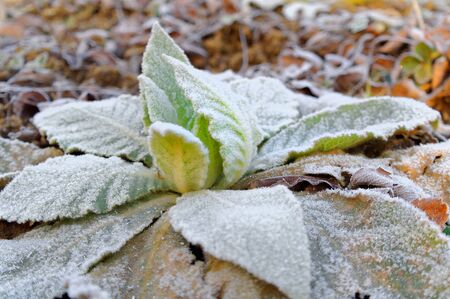 frozen plant at the sunny cold spring morningの写真素材