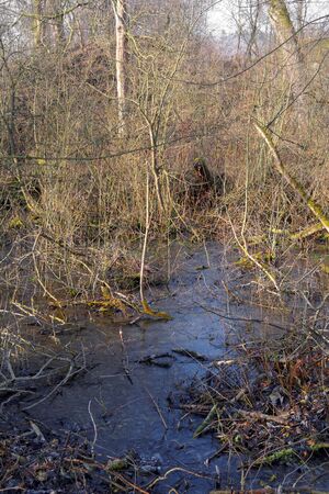 frozen swamp in the bush on wildernessの写真素材