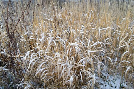 closeup of dry straw covered by the snowの写真素材