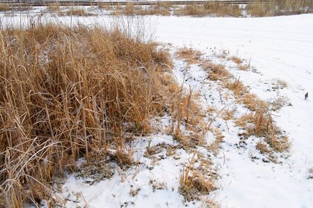 dried straw beside the snow covered country roadの写真素材