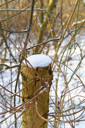 snow on the cut tree trunk, closeupの写真素材