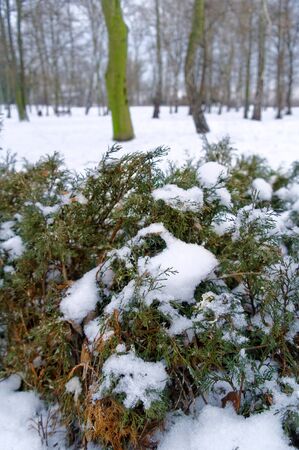 closeup of a snow covered bush in the forestの写真素材