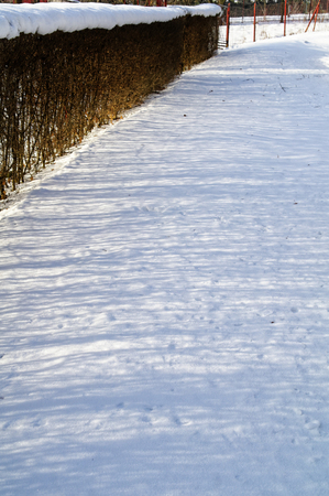 hedge and his shadow on the snowの写真素材