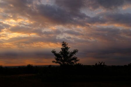 single small tree against the dramatic sky during sunset on the wildernessの写真素材