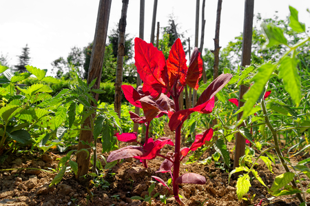 red plant between green plants in the sunny dayの写真素材