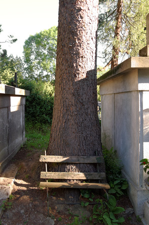 old damaged wooden bench alongside the tree on cemeteryの写真素材