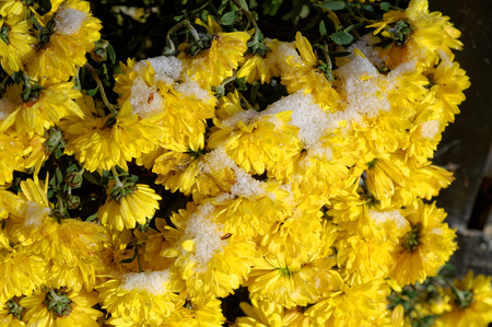 snow covered chrysantemum flower at the sunny winter dayの写真素材
