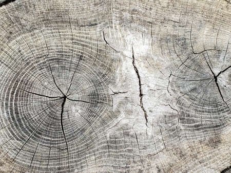 Weathered cross section of a tree trunk wood grain showing tree rings