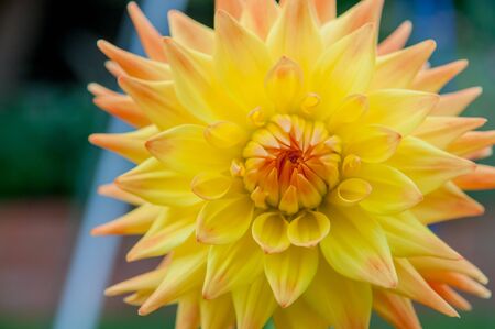 Yellow dahliaの写真素材