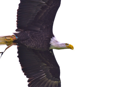 Bald eagle