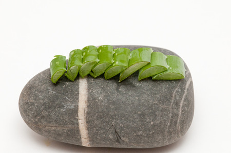 Aloe vera plant being prepared to make a drinkの写真素材