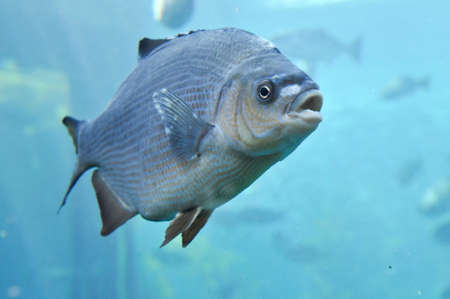 fish swimming in deep blue water at an aquarium