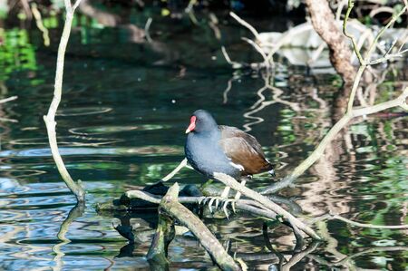 Moorhen on a branch with refelections in the water belowの写真素材