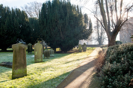 Morning sunlight shining through treesの写真素材