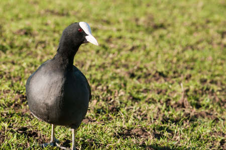 black moorhen feeding on grass in a sunny parkの写真素材