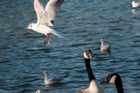 seagul in flight over a group of fedding birdsの写真素材