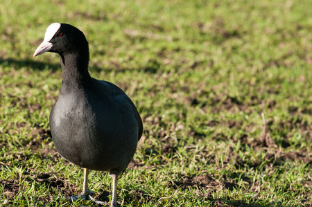 black moorhen feeding on grass in a sunny parkの写真素材