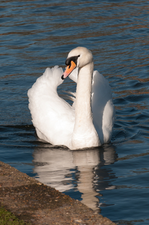 Close up of a white swan on a sunny lakeの写真素材