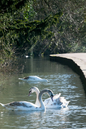 Two signets swimming in a sunlit lakeの写真素材