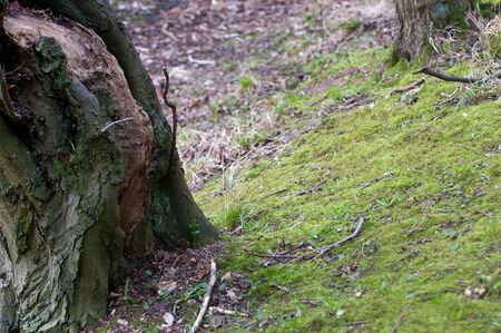 Background image with copy space of a forest floorの写真素材