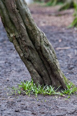 Background image with copy space of a forest floorの写真素材