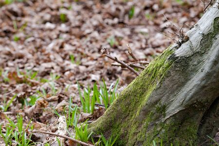 Background image with copy space of a forest floorの写真素材