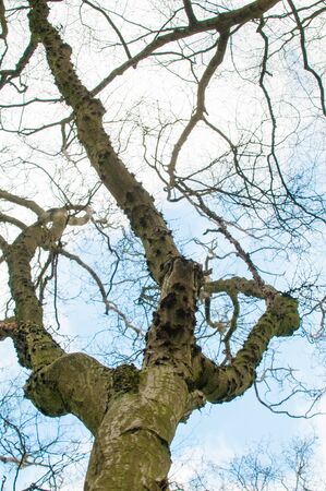 Looking up to the branches from the base of a treeの写真素材