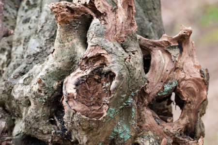 Close up of knots formed in a tree trunkの写真素材