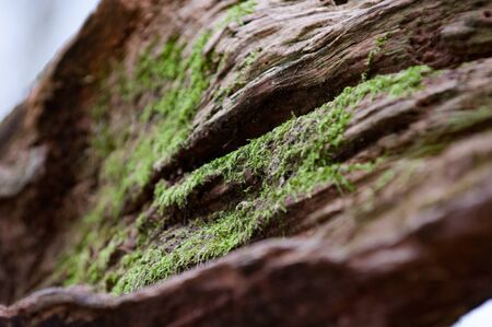 Green moss growing on a tree tunk in woodlandの写真素材