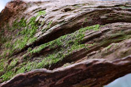 Green moss growing on a tree tunk in woodlandの写真素材