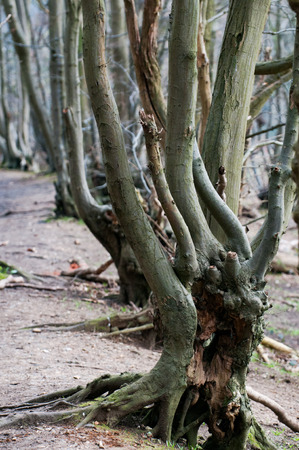 View through curved branches on a forest walkの写真素材