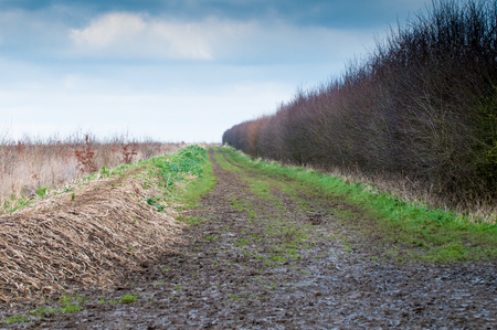 A muddy country road through a hedge lined fieldの写真素材